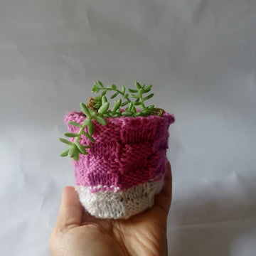 Bakers Basket Plant