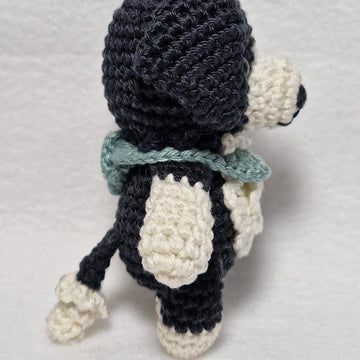 Border Collie Dog