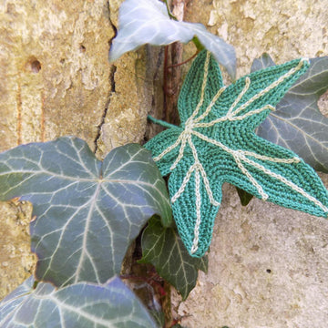 Big Ivy leaf, beautiful leaves