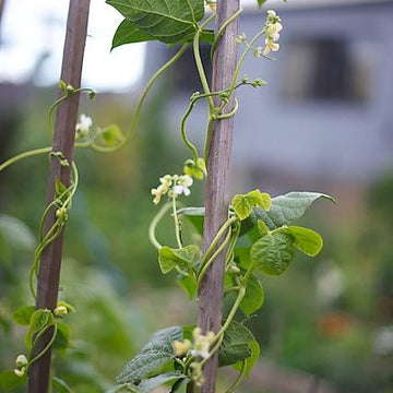 Beanpole