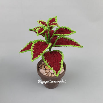 Coleus Red