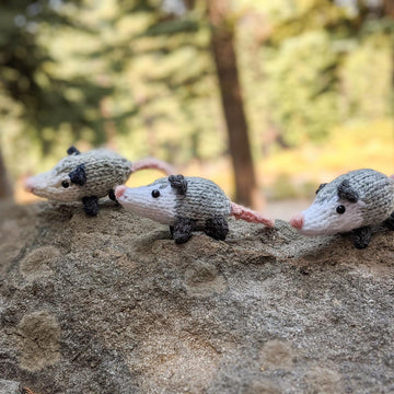 Opossum Family