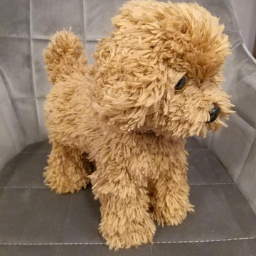 Poodle dog standing