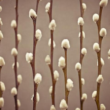 Pussy Willow