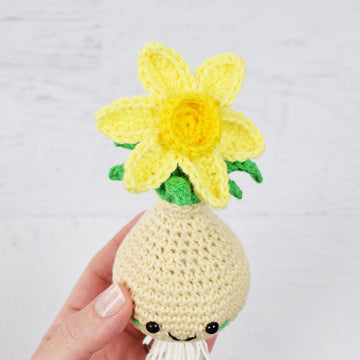 Daffodil Bulb