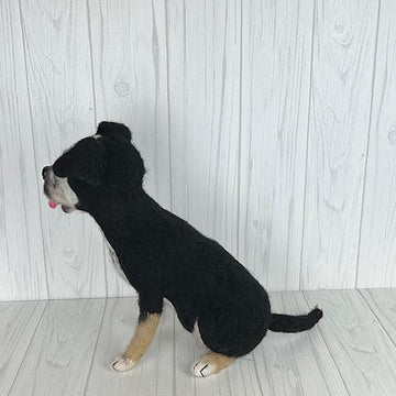 Pit Bull mix