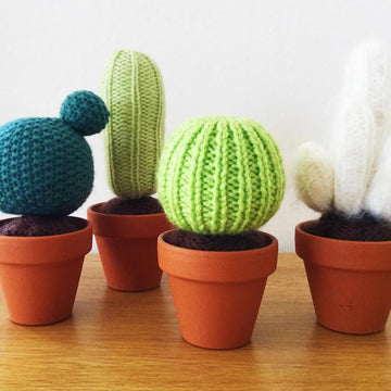Baby Cactus Garden
