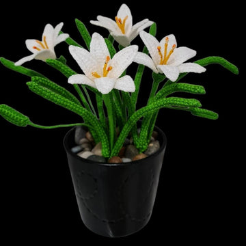 Rain Lily flower