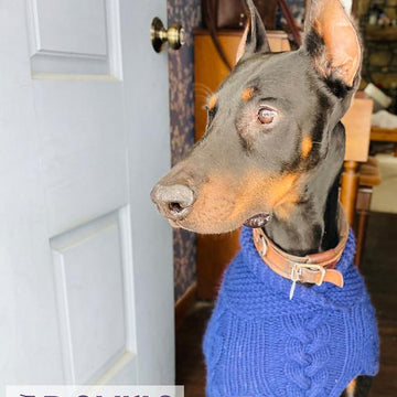 Gentleman's Dog Sweater