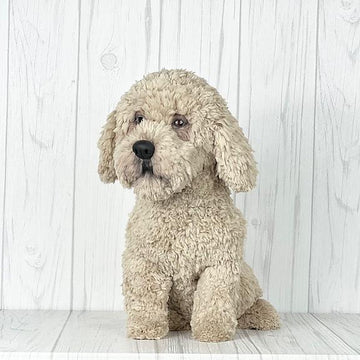 Havanese Dog