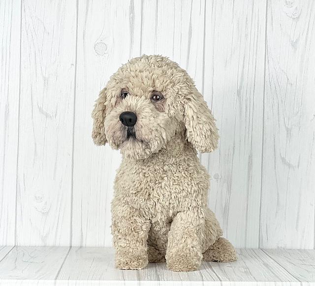 Havanese Dog
