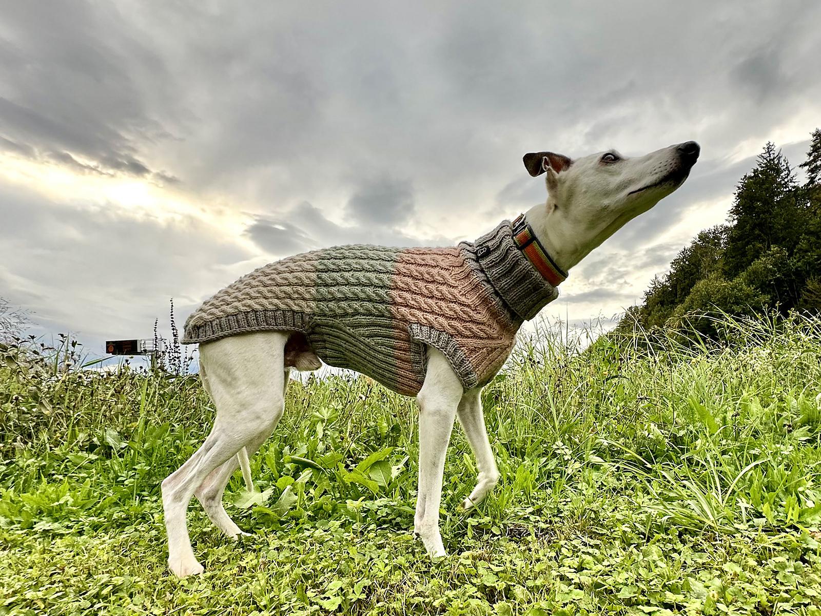 Dog Sweater ASHA CABLE