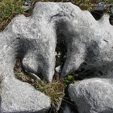 Crow's Foot Cowl