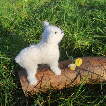 Lamb & daffodil