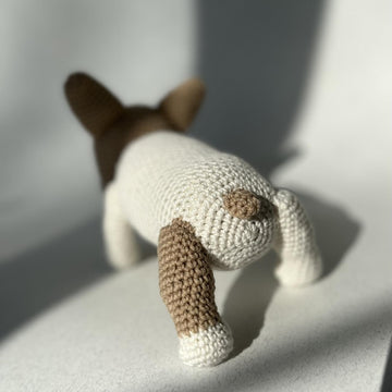 French Bulldog Puppy
