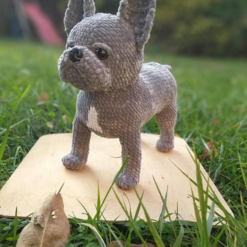 French Bulldog dog