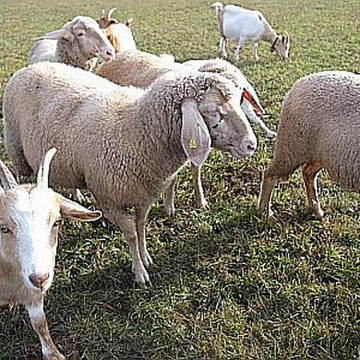 Shepherd beanie