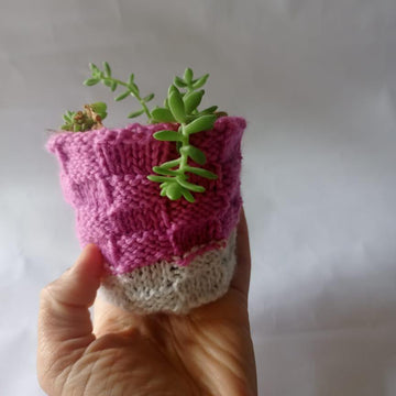 Bakers Basket Plant