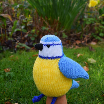 Beverley the Blue Tit