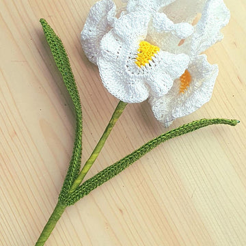 Iris flower long bearded