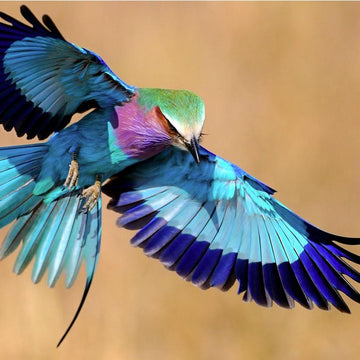 Roller Bird Shawl