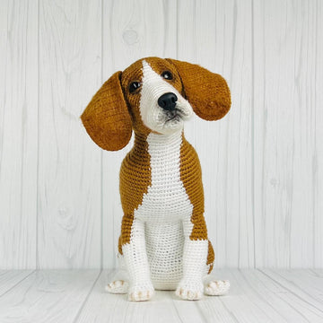 Beagle Dog