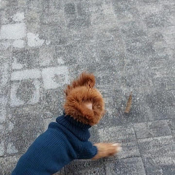 Dog Sweater Charlie No.1