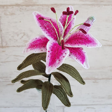 Stargazer Lily
