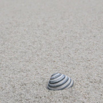 Clam (ahoi)