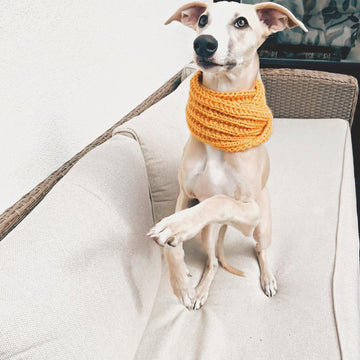 Doggo no 4 scarf