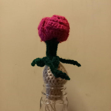 Tulip Bulb plant