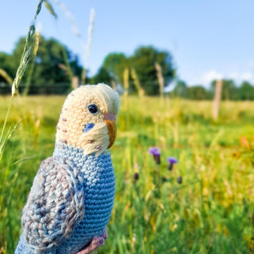 Pearl the Budgie