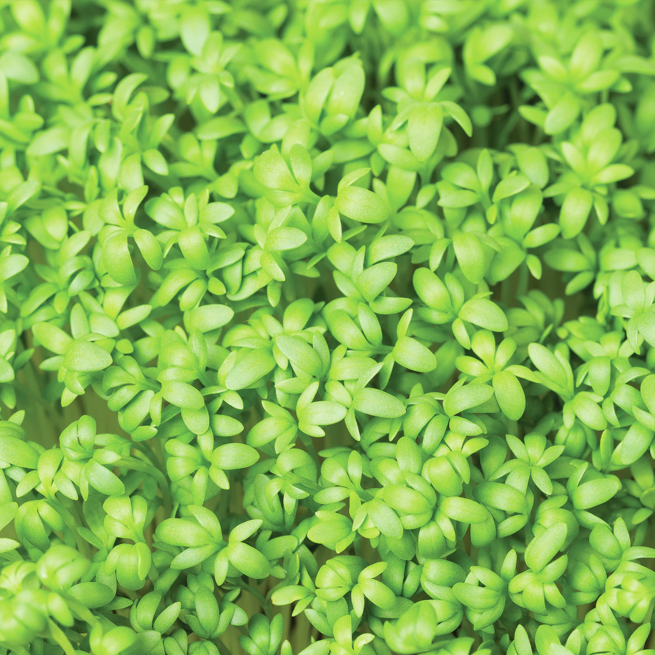 Reminisce Growing Garden Double-Sided Cardstock 12"X12" 25/Pkg - Sowing Seeds