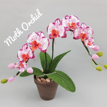 Moth Orchid
