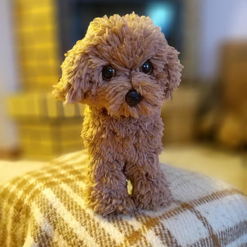 Poodle dog standing