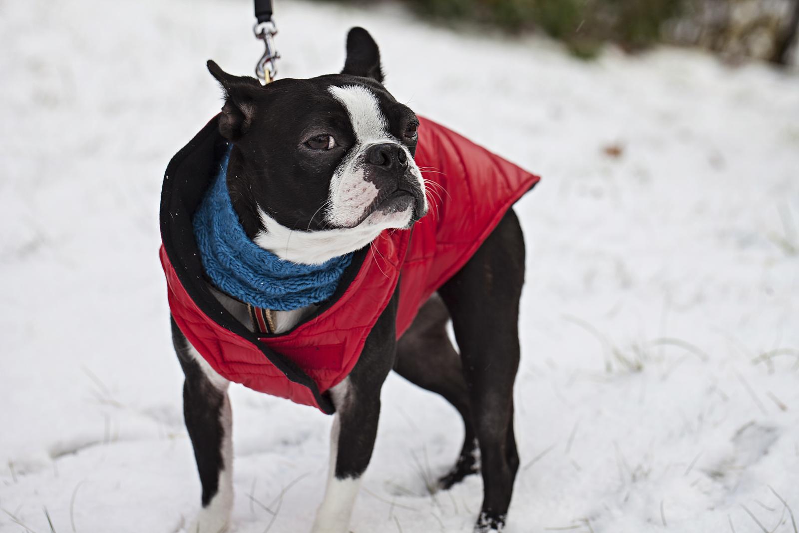 Cold Snap Collar