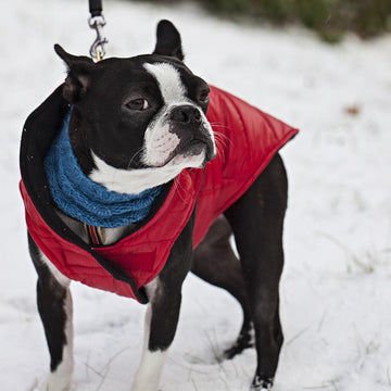 Cold Snap Collar