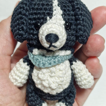 Border Collie Dog