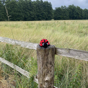 Ladybug