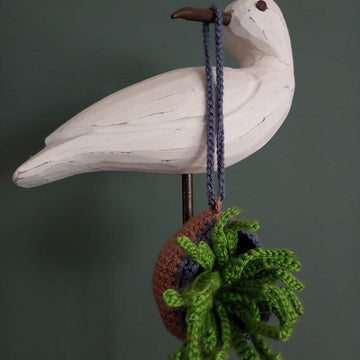 Air plant and holder