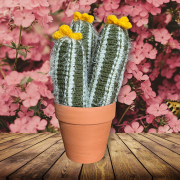 Column Cacti