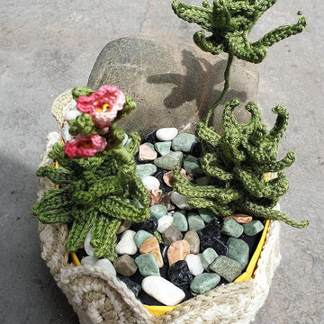 Succulent Hookeri Plant