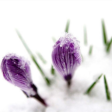 Crocus
