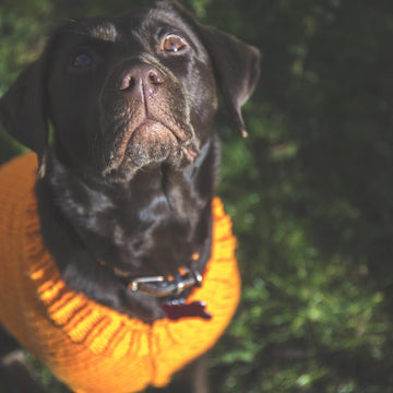 The Juno's Friend Jumper