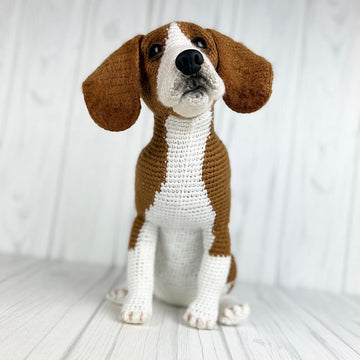 Beagle Dog