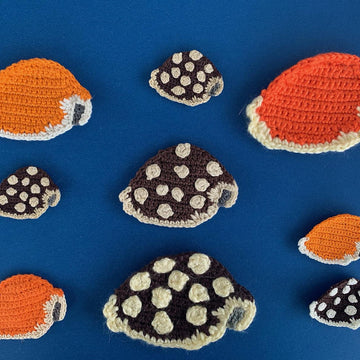 Cowrie Shell