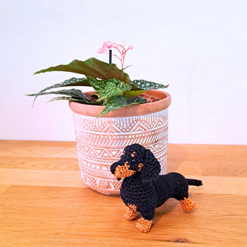 Dachshund