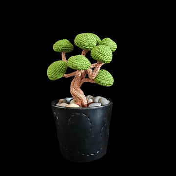 Juniper Bonsai tree