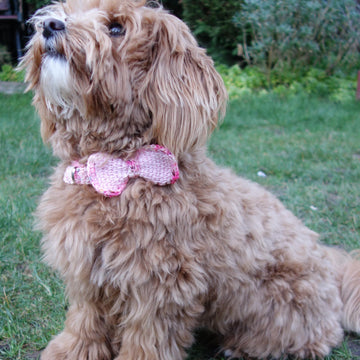 Bow Collar