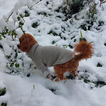 Dog Sweater Charlie No.3